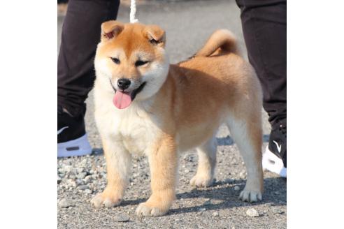 成約済の愛知県の柴犬-348080の4枚目